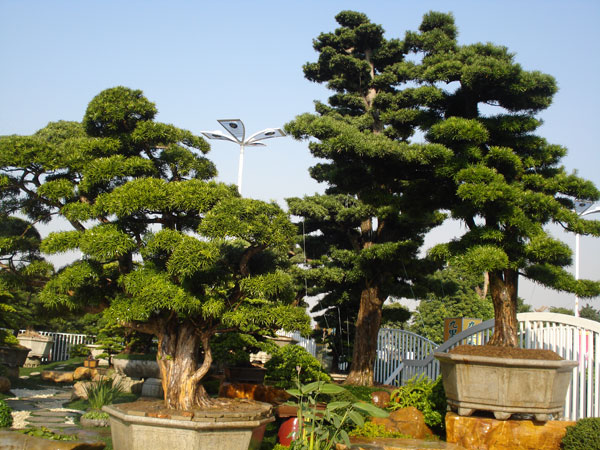不同风格景观设计如何选择石材？附真实案例避坑建议